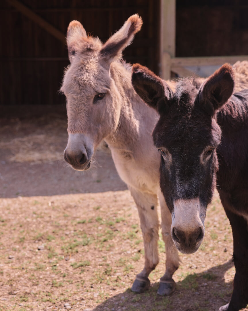 donkeys in field